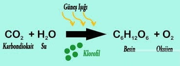 Fotosentez Nedir Fen Bilimleri