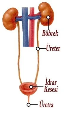 bosalt25C425B1m