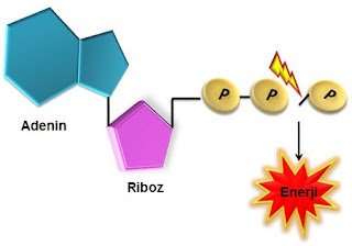 Canlılar Ve Enerji İlişkisi Nedir - Fen Bilimleri