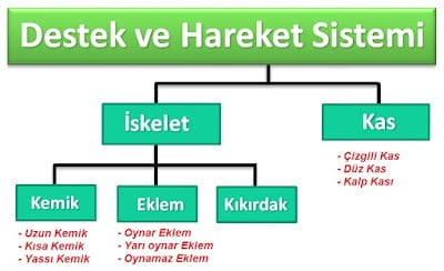 destek ve hareket sistemi